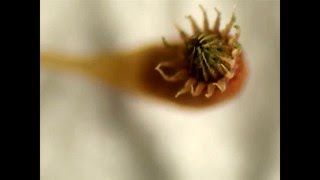 Moss Releasing Spores [upl. by Nnaeinahpets348]