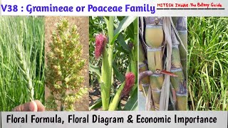 Gramineae Family  Poaceae Family  Characters Floral Formula Floral Diagram Economic Importance [upl. by Truda]