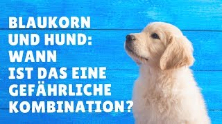 Rasendünger Hund Wann ist Rasendünger für Hunde lebensgefährlich [upl. by Ttreve]