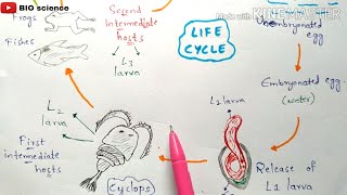 Gnathostomiasis  gnathostoma spinigerum life cycle Symptoms Incubation period  Bio science [upl. by Hoopen]