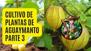 Cómo tener una Planta de Aguaymanto en Casa 🤩 Parte 3 [upl. by Assirak]