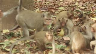 Happy monkeys playing [upl. by Ferdinande]