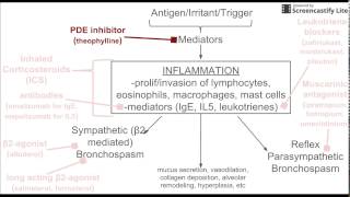 Drugs for Asthma Treatment [upl. by Hartfield]