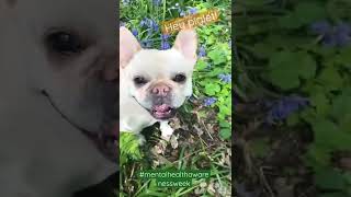 Bluebells amp Bulldogs A film made in nature to highlight mentalhealthawarenessweek [upl. by Trebleht837]