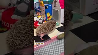 Cute baby hedgehog hedgehog babyhedgehog short [upl. by Ennair]