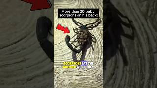 🦂This Is How Scorpions Carry More Than 20 EGGS✨ scorpions babies shortsfeed [upl. by Basilius]