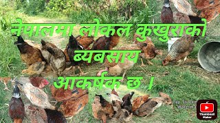 Local Kukhura Palne Tarika  Lokal Kukhura Palan  local kukhura farming  लोकल कुखुरा ब्यबसाय । [upl. by Torry]