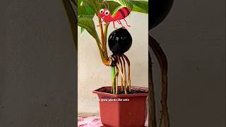 Grow Coconut Plant like Ant  Plant [upl. by Trinidad641]