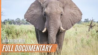 Elephants  Back to the Wild never before seen footage  Full Documentary [upl. by Aynekal]