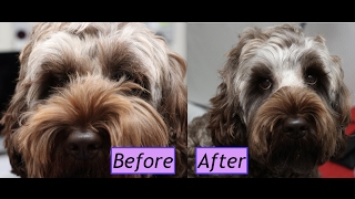 How to groom a Cockapoo face  Demo [upl. by Nebra]