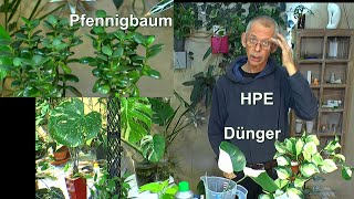 HPE Dünger Heute mit Pfennigbaum und vielen Pflanzen aus dem Zimmer nachmessen [upl. by Sisto]