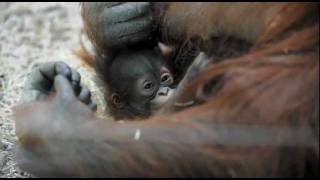 cute baby orang utan and her proud mum [upl. by Carmelle]