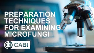 CABI Academy course Preparation techniques for examining microfungi [upl. by Llerahc]