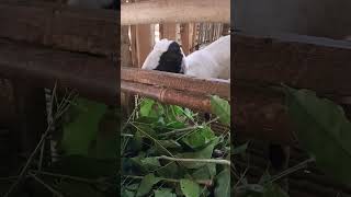 Kambing pe goat kambing kambingkambing animals hewankambing cow [upl. by Ydisahc]