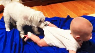 Funny Babies Playing with Dogs Compilation  Funny Baby and Pets  Cool Peachy [upl. by Eanel]