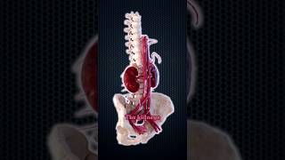 How Much Blood Do Your Kidneys Filter Daily [upl. by Trella753]