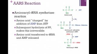 184Charging tRNA [upl. by Yxor]