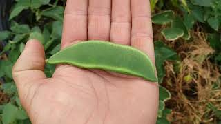 tasting raw Lima Bean Phaseolus lunatus [upl. by Siobhan]