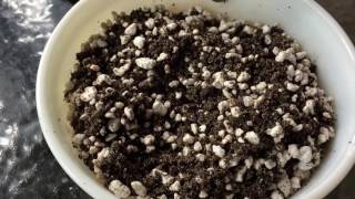 Trying A New Common Soil Mix For Growing Lithops In Part 1 [upl. by Aiuoqes]