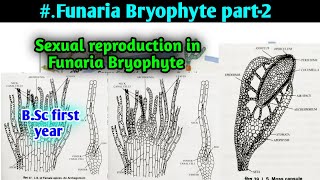 Sexual Reproduction in funaria  Sporophyte of Funaria  BSc first year Botany Second semester [upl. by Keegan]
