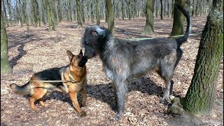 Meeting of a giant Irish wolfhound and a German shepherd [upl. by Alvita242]