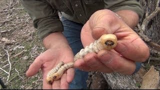 Giant Longhorn Beetle Larva [upl. by Elset]