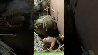 The Cutest Hatchlings A Day with Sparrow Babies ytshortsvideo shortvideo [upl. by Ahsilaf913]