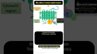 Structure of G Protein Coupled Receptor [upl. by Loftus988]