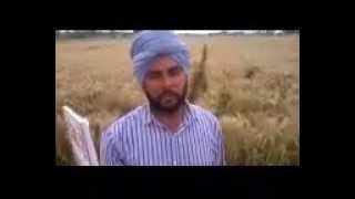 ProGibb benefit in WheatSee in Field Punjabi Farmer [upl. by Sokim]