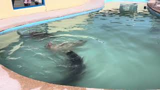 Seals at Natureland Skegness 29072024 [upl. by Corrina]