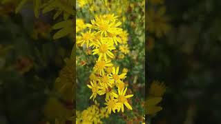 Common ragwort Bushwood London [upl. by Longfellow514]