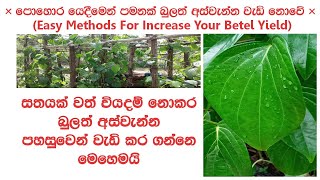 බුලත් අස්වැන්න වැඩි කරන සාර්ථක උපක්‍රම  Bulath Wagawa Aswanna Wedi Kirima [upl. by Orville]