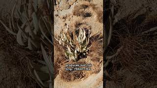 The Namibs Bizarre Welwitschia Plant [upl. by Singh]