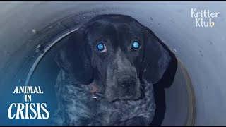 The Mystery Of A Hunting Dog Tormented By Bullet Shots Full Story  Animal In Crisis EP76 [upl. by Anirda]