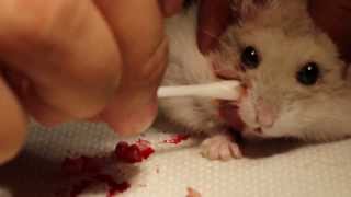 The hamster has a large cheek abscess and a left fore toe abscess  34 [upl. by Nomzzaj]