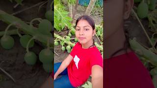 পেপে গাছ গুলো সব মাটিতে পড়ে গেছে😢minivlog video vlog shortvideo youtubeshorts viralvideo [upl. by Enad]