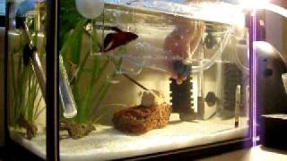 TropicalBetta Fish Tank Cleaning SAND [upl. by Aiyn672]