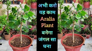 ताप्ती गर्मियों से पहले अभी करो Aralia plant care को हरा भरा घना बिलकुल मुफ्त में [upl. by Mikkanen704]