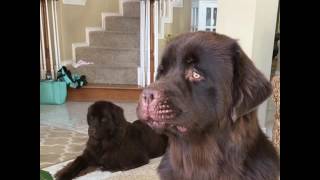 Newfoundland Puppy Boomer sounds more like a Rooster than a dog [upl. by Goran]