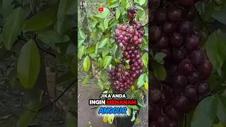 Unbelievable How to Grow an Grape Tree at Home Easily🌟🍇 Part 01 🌍 shorts short unique [upl. by Dranal]