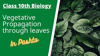 Vegetative Propagation through leaves  Pashto  Home of biology [upl. by Aneerol]