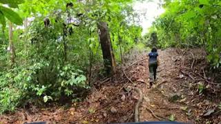 Uvita birdwatching Trapiche route Oro Verde [upl. by Calysta]