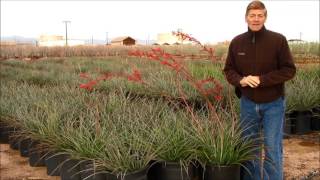 HESPERALOE PARVIFLORA RED YUCCA [upl. by Samy]