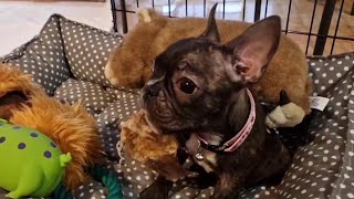 French bulldog puppy barking lessons [upl. by Litnahc]