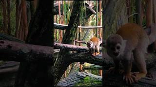 Zoológico de Cali vlog 2 elgildardo [upl. by Eido]