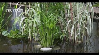 Cultiver la canne de Provence Arundo Donax  Truffaut [upl. by Jasisa]