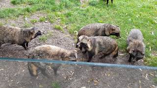 Noisy Raccoon Dogs [upl. by Yetty]