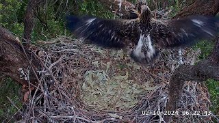 SE33 is 8 week old today 🥳 SeaEagleCAM4 Live Stream  02102024 [upl. by Donnenfeld]