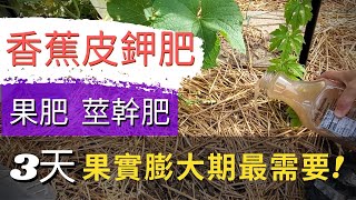 【香蕉皮如何做肥料】快速用香蕉皮自製鉀肥！香蕉皮酵素，香蕉皮鉀肥，自製有機肥！香蕉皮液肥！DIY Banana Peel Fertilizer Easy and quick [upl. by Libys333]