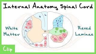 Internal Anatomy Of The Spinal Cord Explained Rexed Laminae amp White Matter Tracts  Clip [upl. by Bary]